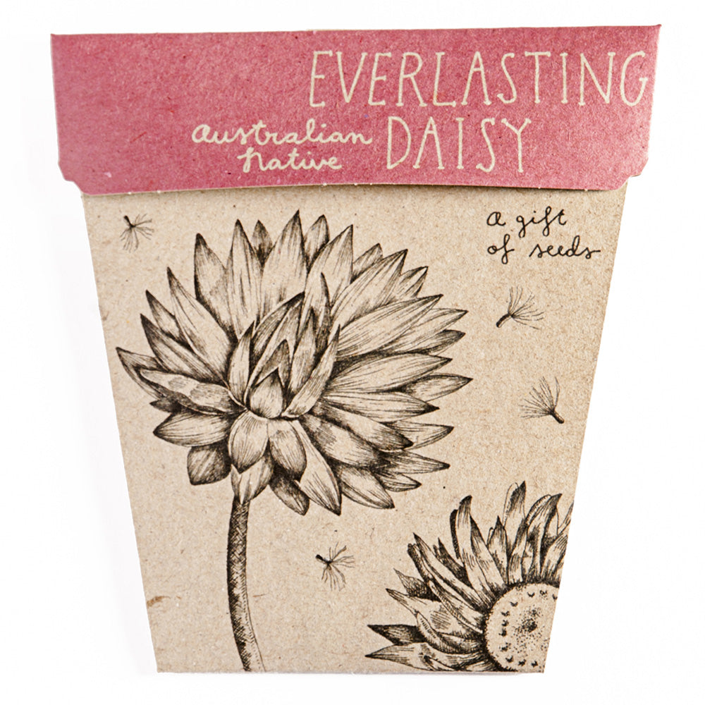 Sow N Sow Everlasting Daisy Seeds